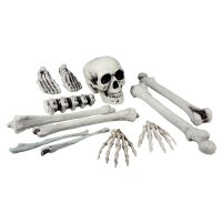 Skelett Bausatz 12 Knochen