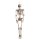 Skelett 160 cm