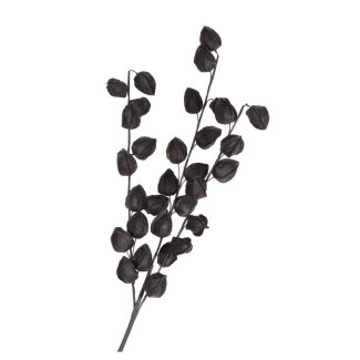 schwarzer Physalis-Stiel