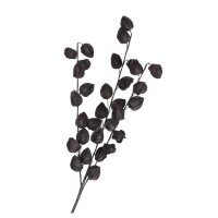 schwarzer Physalis-Stiel