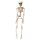 Skelett 50cm beweglich